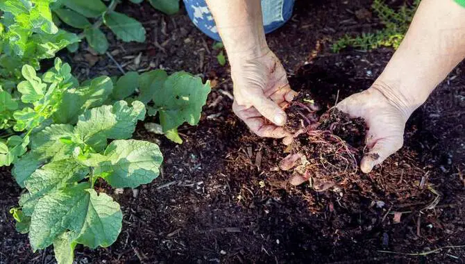 The benefits of vermicompost for plants