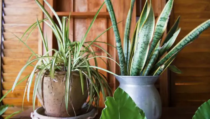 Tips for choosing low-maintenance indoor plants