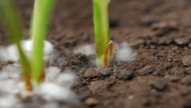 Untreated Over-Fertilization Can Even Lead To Fungus Growth 