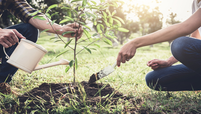 Water Your Tree Consistently