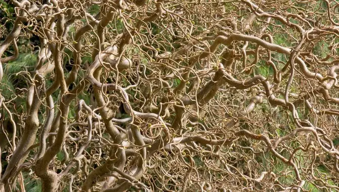 How Do Corkscrew Willow Roots Spread