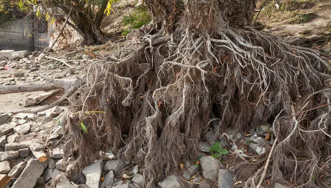 What Are The Effects Of Corkscrew Willow Root Spread