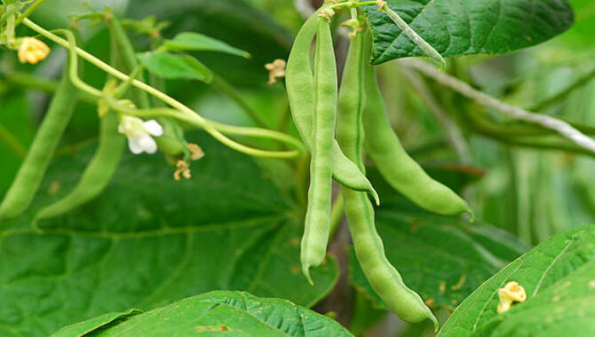 What Is A Bean Plant