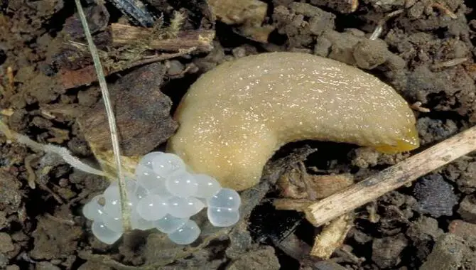What To Do If You Find Slug Eggs