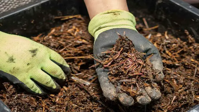 What are the benefits of using vermicompost in the garden