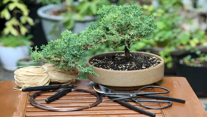 When Is A Tree Ready To Be Made Into Bonsai