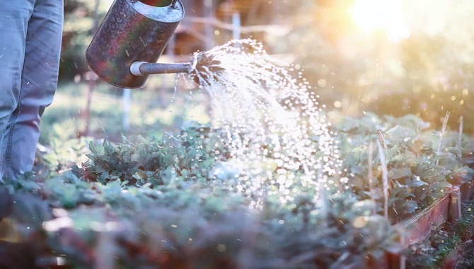 When To Water The Vegetable Garden