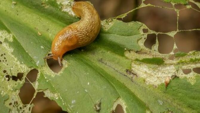 Why Slugs Love Caffeine