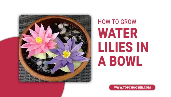 how to grow water lilies in a bowl