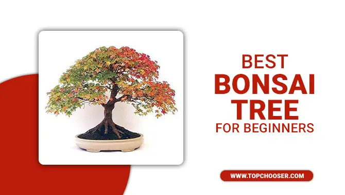Best Bonsai Tree For Beginners