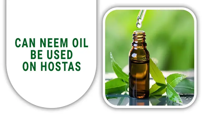 Can Neem Oil Be Used On Hostas