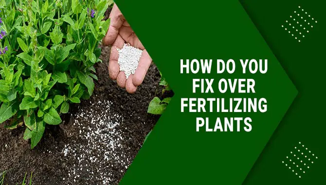 How Do You Fix Over-Fertilizing Plants