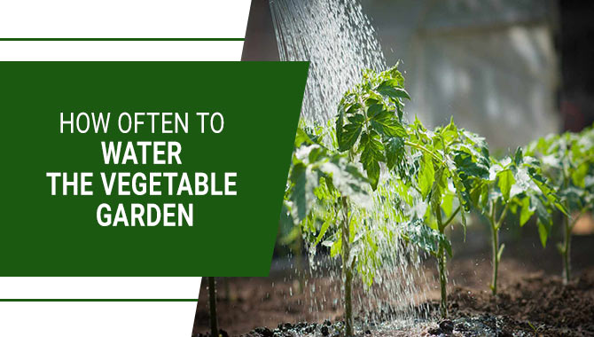 How Often To Water The Vegetable Garden
