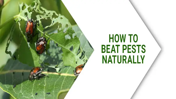 How To Beat Pests Naturally