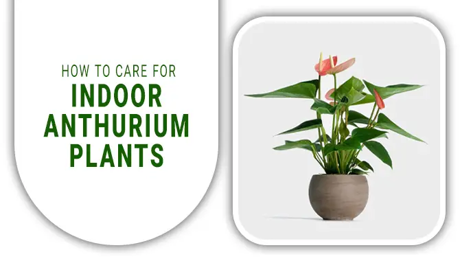 How To Care For Indoor Anthurium Plants