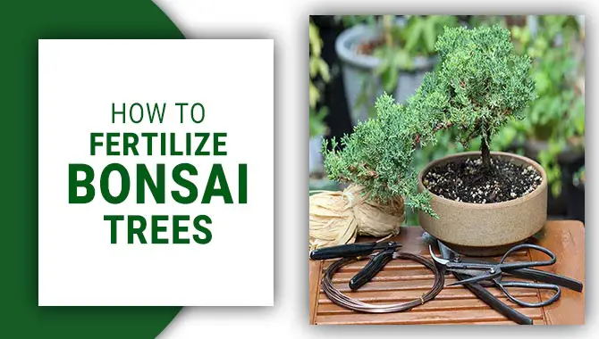 How To Fertilize Bonsai Trees
