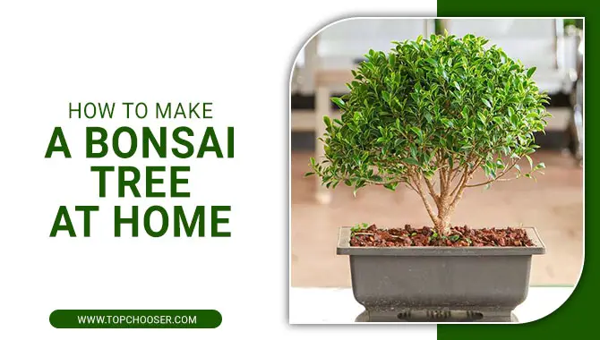 How To Make A Bonsai Tree At Home
