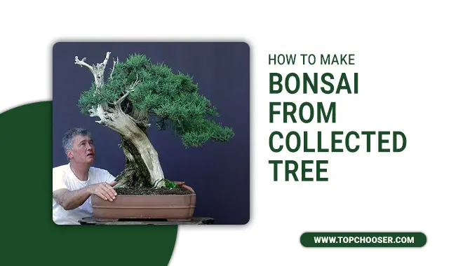 How To Make Bonsai From Collected Tree