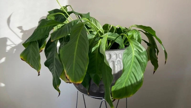 How To Rescue A Damaged Wilting Plant - 5 Easy Ways