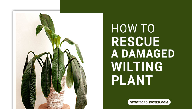 How To Rescue A Damaged Wilting Plant