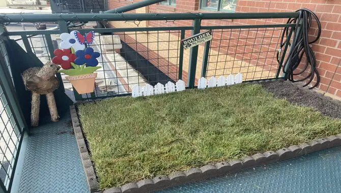 How to Grow Real Grass On A Balcony with The Benefits?
