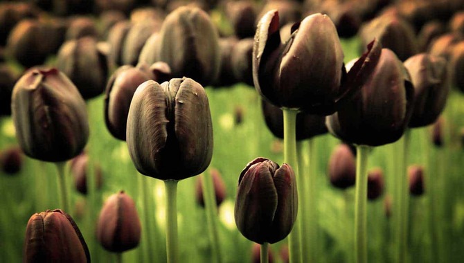 About Black Tulip Bulbs
