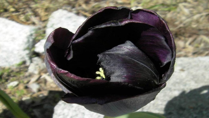 Caring For Black Tulip Bulbs