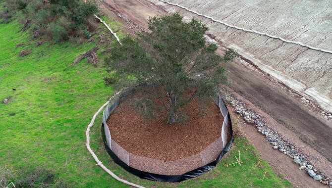 Caring For The Tree During Construction