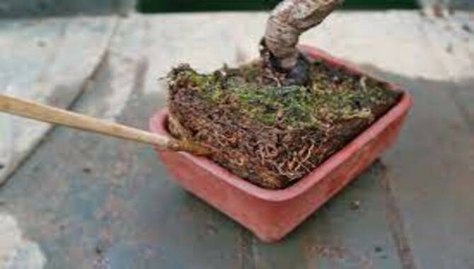 Caring For Your Newly Repotted Bonsai