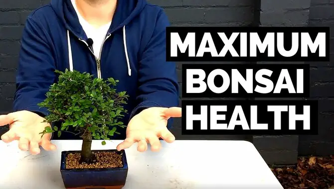 Check The Health Of Your Bonsai Tree