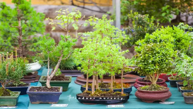  Decide On The Type Of Tree Or Bonsai