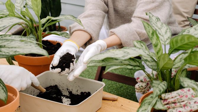 Don't Overfeed Your Bonsai Tree