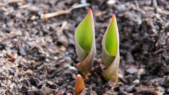 Early Spring Perfect Time To Plant Black Tulip Bulbs