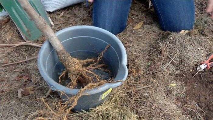  Fill A Bucket With Half Potting Mix And Half Water And Soak The Roots For A Few Minutes