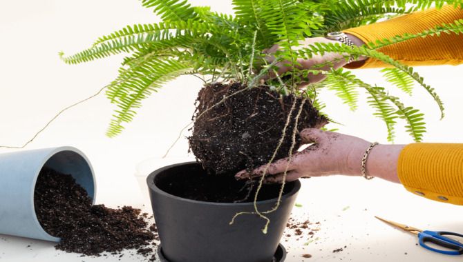 Gently Remove The Tree From Its Original Pot