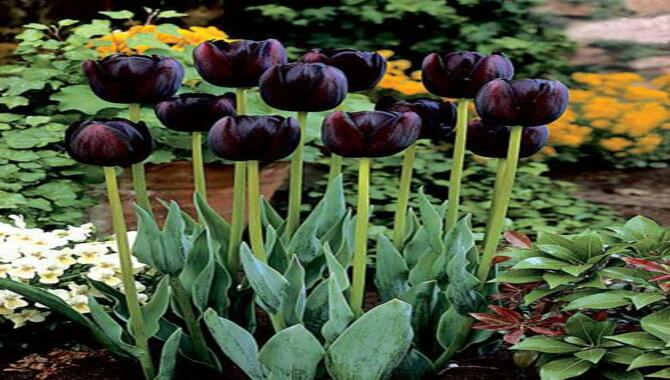 Growing Black Tulip Bulbs