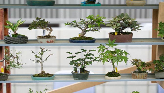 How To Position Your Bonsai Tree
