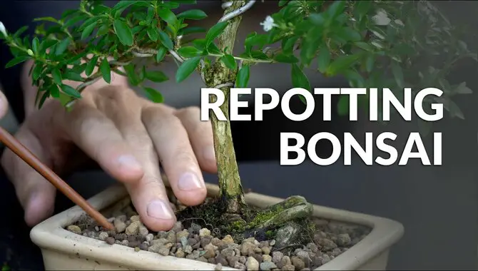  How To Repot A Bonsai Tree In The Right Way