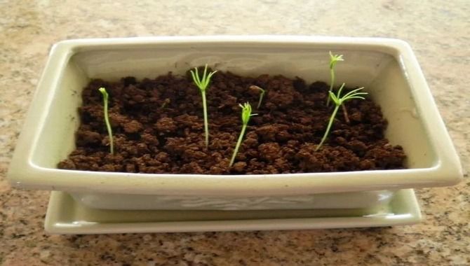 How To Tell When A Bonsai Seedling Or Tree Is Ready For Repotting