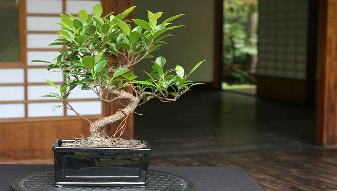 Indoor Bonsai Tree Care