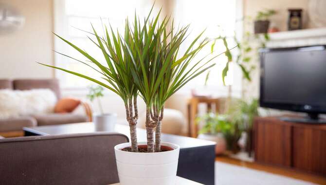 Indoors, Keep Your Tree Cool And Dry