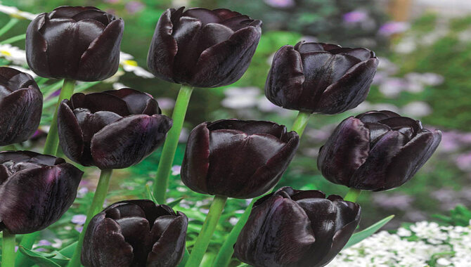 Tulipa Queen of Night