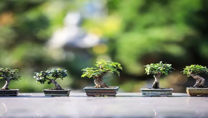 Place Your Bonsai Seedling Or Tree In Its New Pot