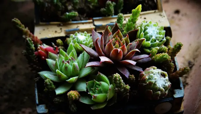Plant Succulents In The Desired Location