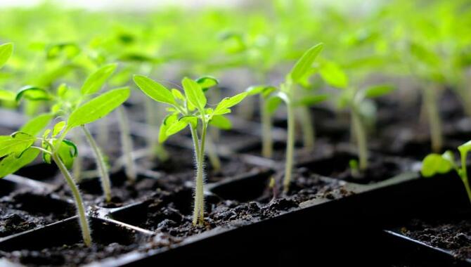 Plant Your Seedlings