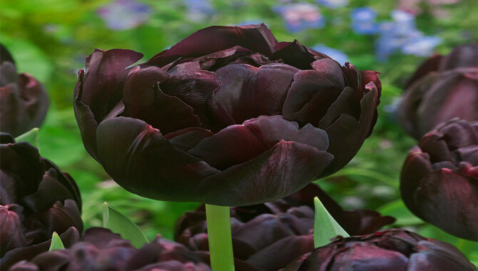 Planting Black Tulip Bulbs