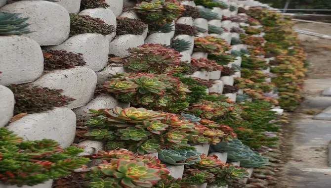 Planting Succulents In A Stone Wall