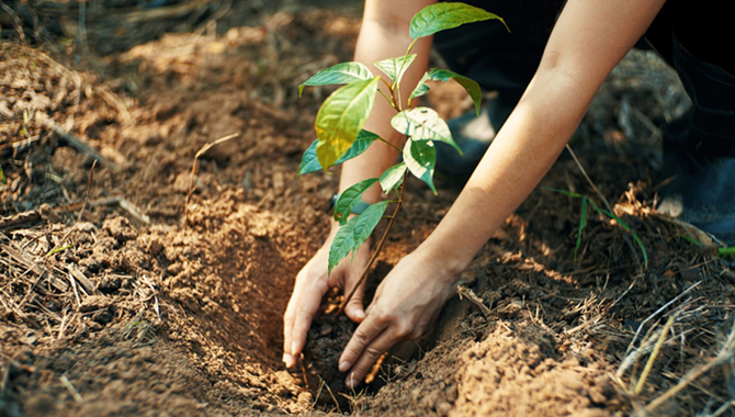 Planting The Tree