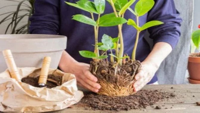 Preparing The Tree For Repotting