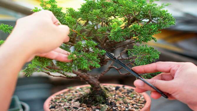 Pruning And Shaping Your Bonsai Tree